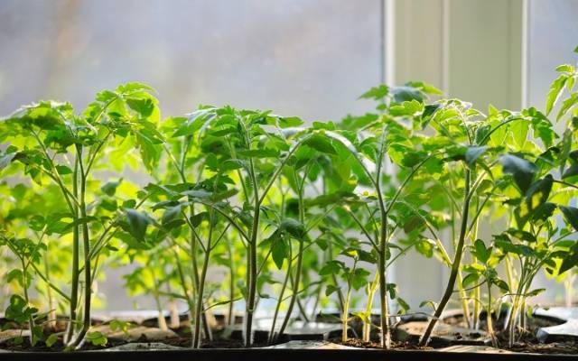 Jak krmit a hnojit sazenice rajčat