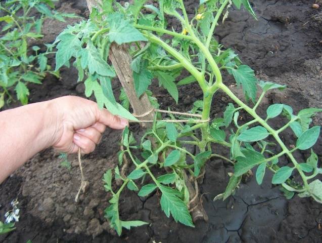Hvornår skal man plante tomatplanter i åben grund?