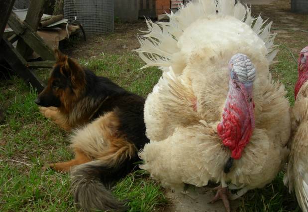 Breeds of turkeys for breeding at home