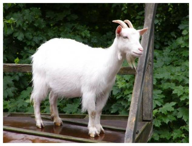 Gorky breed of goats