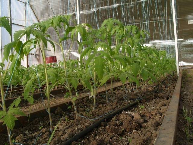Plante tomatplanter i et drivhus