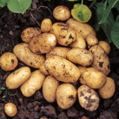 أصناف البطاطس المبكرة والسوبر: الوصف والصور والتعليقات