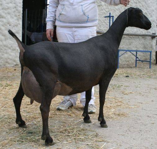 Lamancha koze