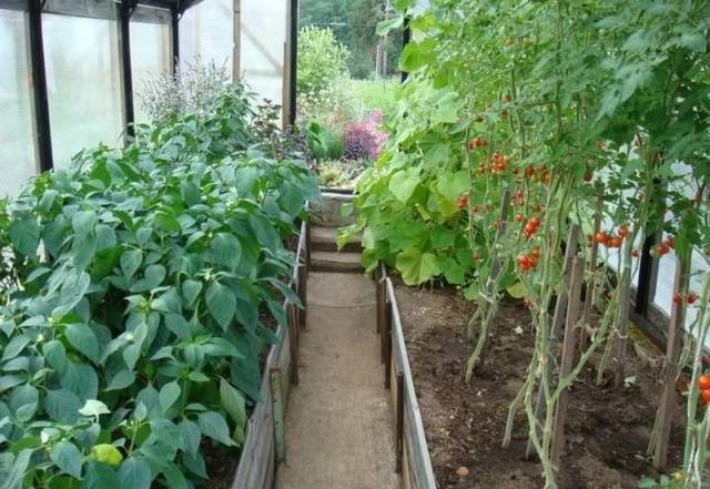Prihrana sadnica rajčice i papra