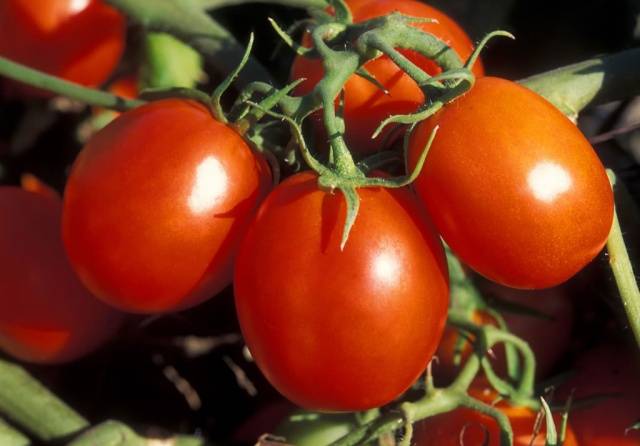 Tomates agrupados para campo abierto