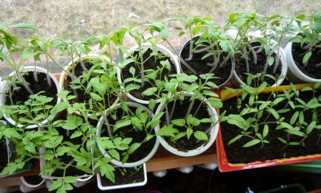 Toppdressing av tomat- og pepperplanter med folkemedisiner