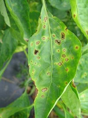 Pepper bacterial cancer