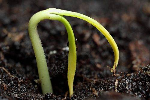 Förbereda pepparfrön för plantering av plantor