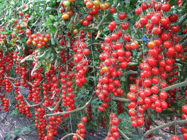 Tomato berkelompok untuk rumah hijau