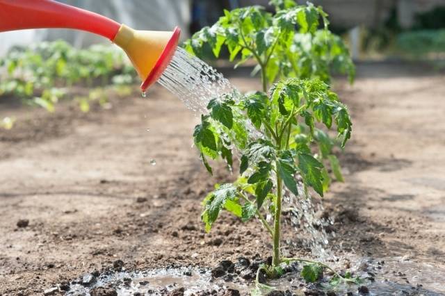 Kuinka kastella tomaatin taimia: kuinka usein ja millä