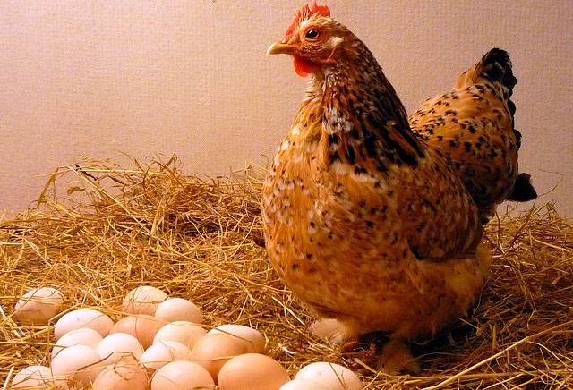 Æggeleggende høner: de bedste racer, beskrivelse med foto