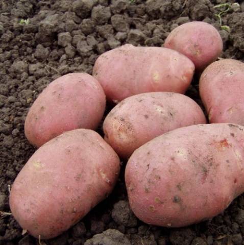 Роко картофи