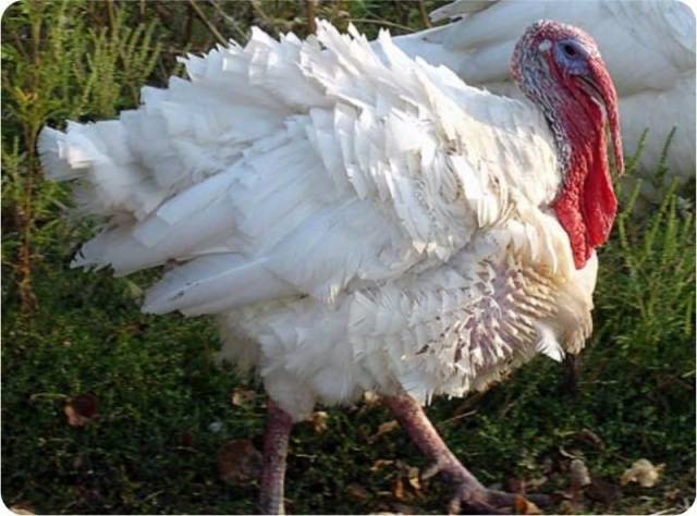 Ayam belanda Turki