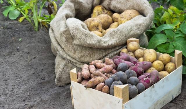 De beste potetvarianter for vinteroppbevaring