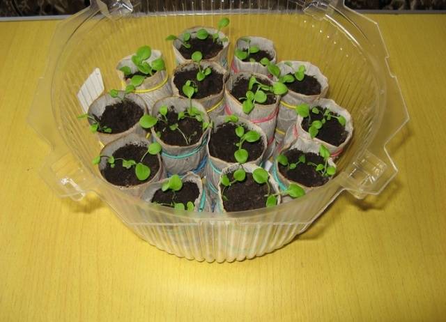 How to feed petunia seedlings for growth