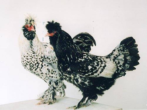 Pavlovsk baka ayam
