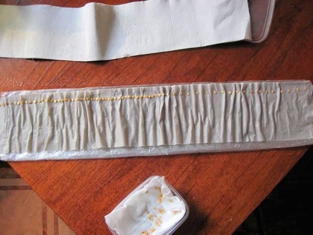 Σπορόφυτα τομάτας σε σαλιγκάρι και πάνες