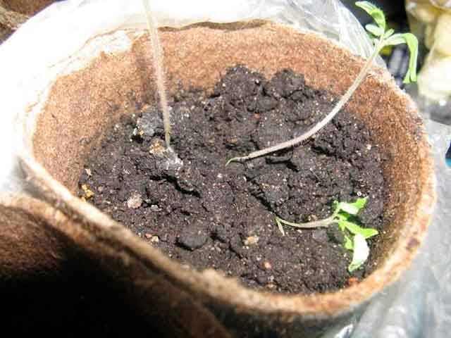 Black leg of pepper seedlings: what to do
