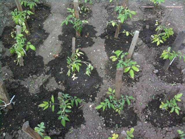 Πώς να ταΐσετε τα φυτά τομάτας με μαγιά