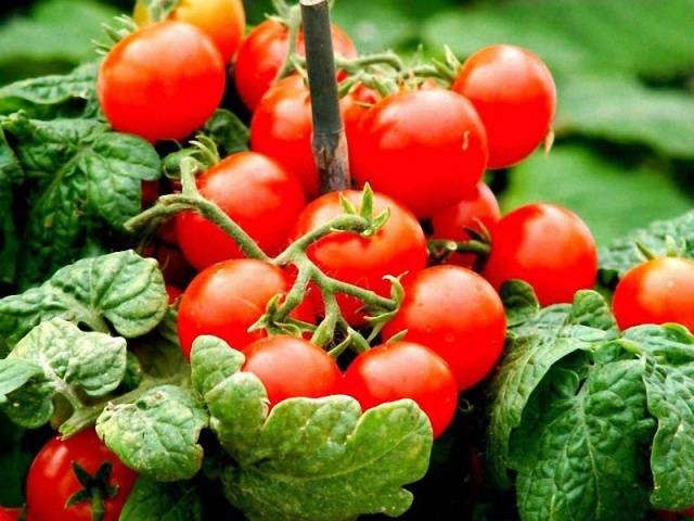 Zoskupené paradajky na otvorenom teréne