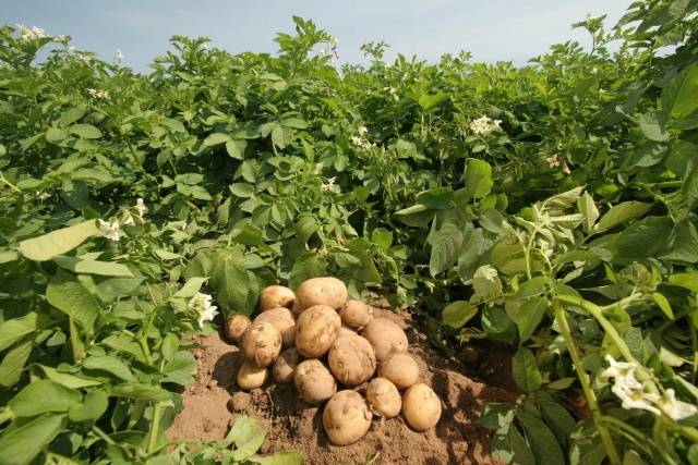 Най-добрите сортове картофи за Сибир