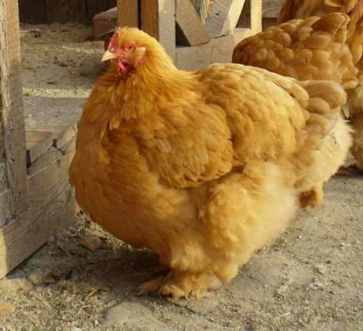 Cochinquin rase av kyllinger