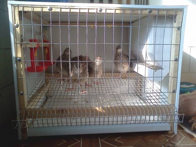 Breeding quail at home for beginners