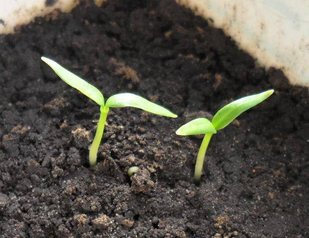 Preparación de semillas de pimiento para plantar plántulas.