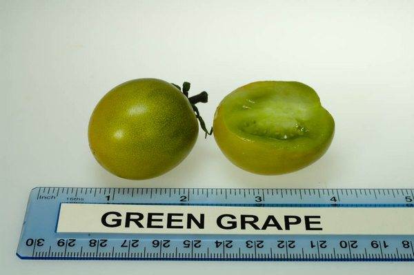 Zeleno grožđe