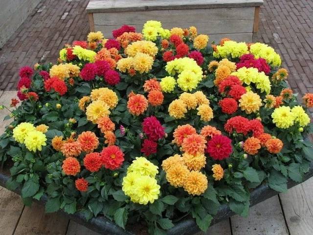Dahlia varieties with photos and names