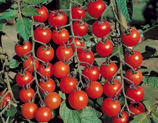 Tomates en grappes pour les serres