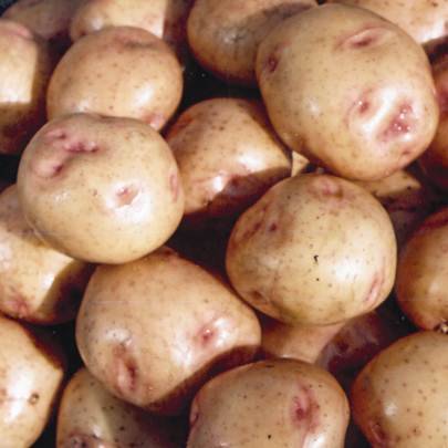 Patates Melodisi
