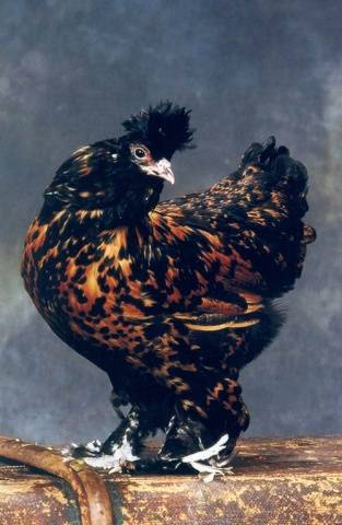 ไก่พันธุ์ Pavlovsk
