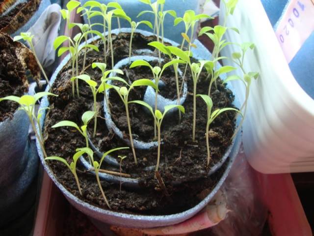 Tomatplantor i snigel och blöjor