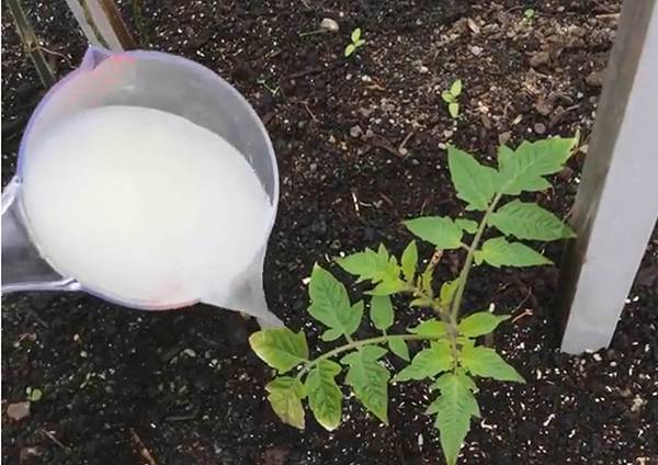 Cara memberi makan anak benih tomato dengan ragi