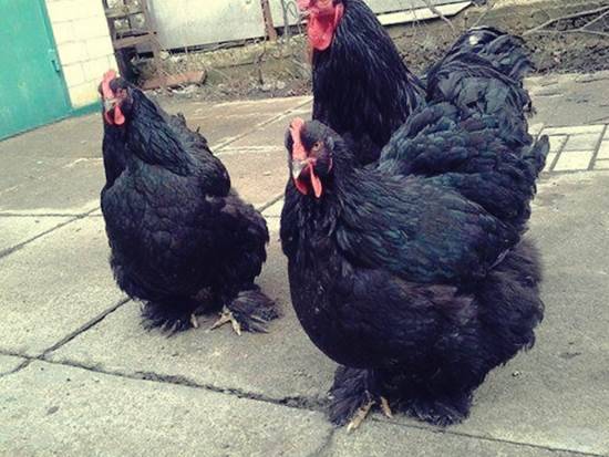 Cochinquin ras av kycklingar