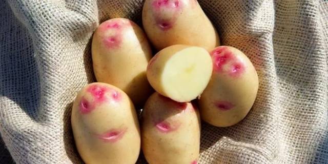 Batatas picasso