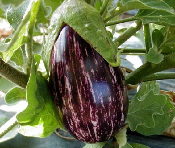 Striped eggplant