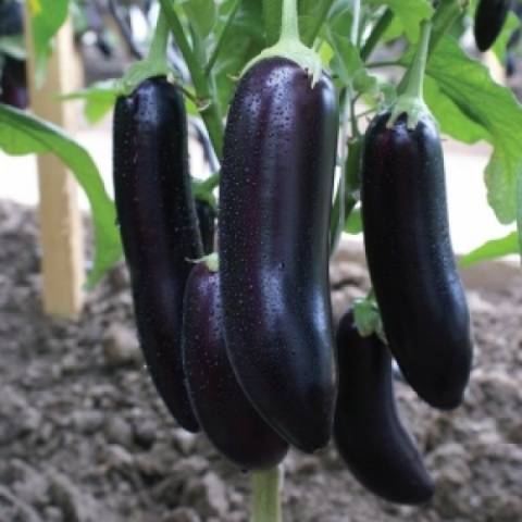 Eggplant Galina F1