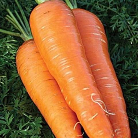 Erityiset porkkanat