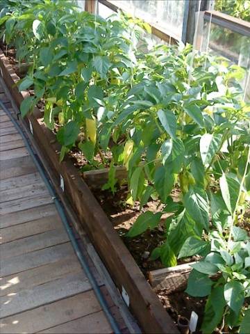 Early varieties of greenhouse peppers